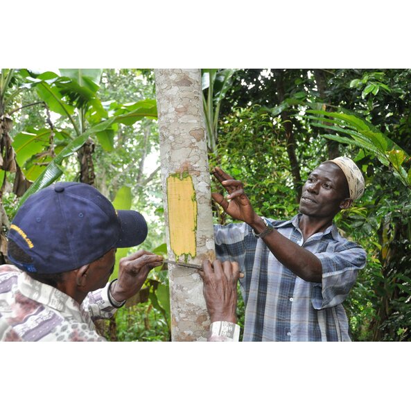 The photo shows two men with a knife loosening bark from a cinnamon tree.