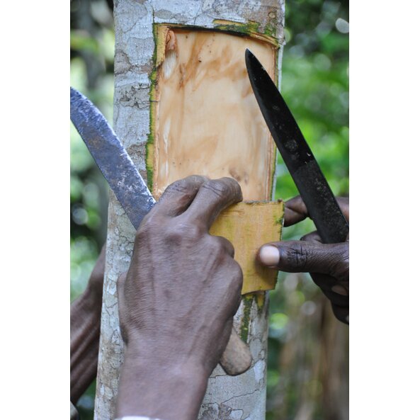 Auf dem Bild ist ein Zimtbaum zu sehen, von dem mithilfe zweier Messer ein Stück Rinde entfernt wurde.