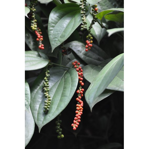 Photo of a pepper plant.
