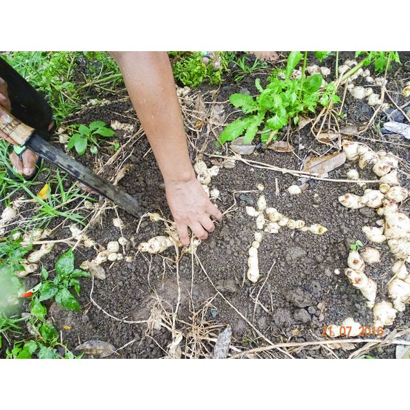 The photo shows how galangal and ginger are harvested.