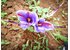 Foto von einer Safran Pflanze mit der violetten Blüte.