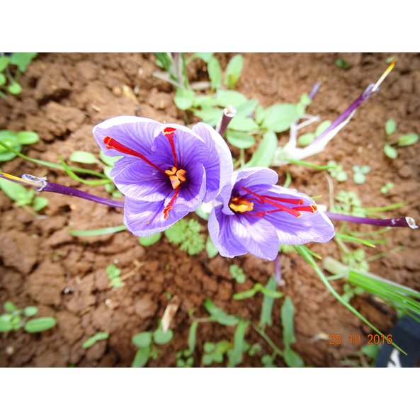 Photo of a saffron plant with the purple flower.
