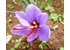Foto von der violetten Blüte des Safrans.