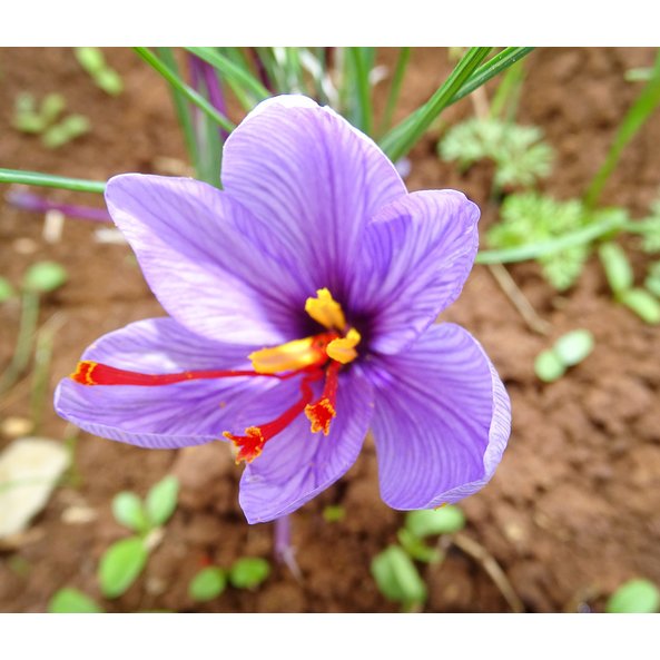 Foto von der violetten Blüte des Safrans.