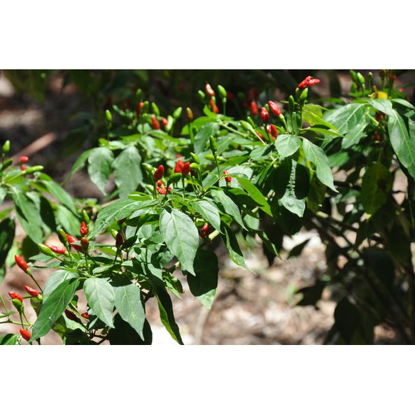 A photo of a chili plant with chilies on it.