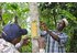 The photo shows two men with a knife loosening bark from a cinnamon tree.