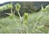 Photo of a Greek Mountain Tea Plant.