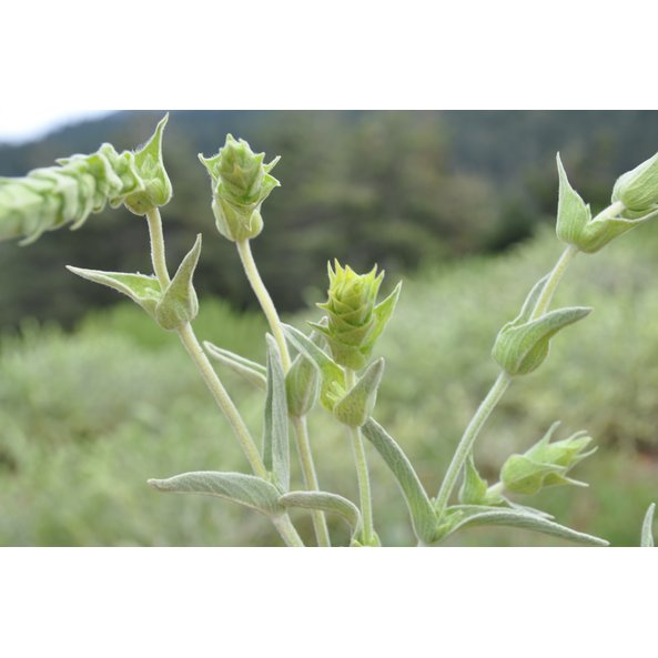 Foto einer Griechischen Bergtee Pflanze.