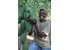 Kakao_Pflanze_Tansania.jpg