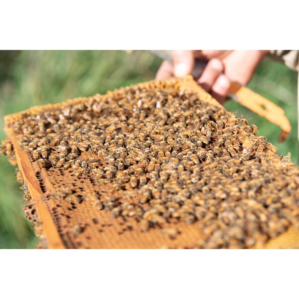 A photo of a honeycomb covered in bees.