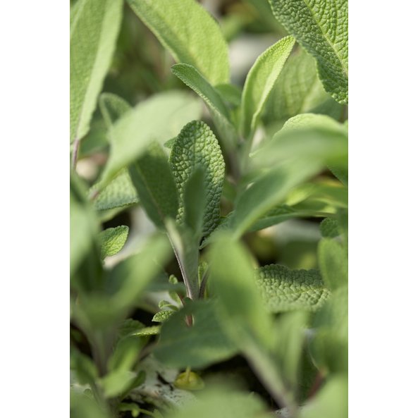 Photo of leaves of a sage plant.