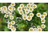 Photo with flowers of a chamomile plant.