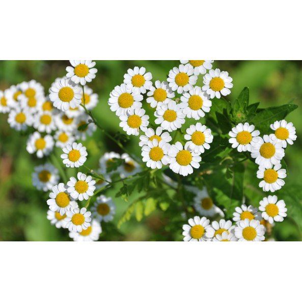 Photo with flowers of a chamomile plant.