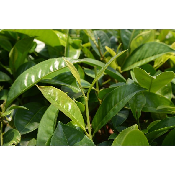 camelia sinensis_Pflanze.jpg
