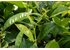Photo of several green tea plants.