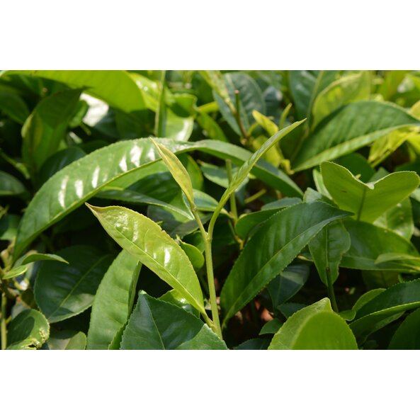 Photo of several green tea plants.