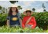 Two women in the middle of the Camelia Sinensis cultivation area.