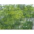 Fenchel_Pflanze 1_BA.jpg
