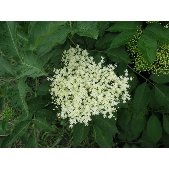 Photo of an elderflower plant.