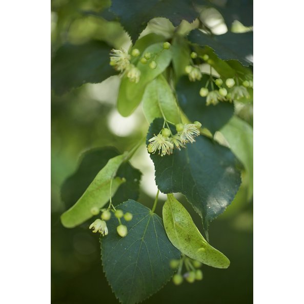 Photo of a lime blossom.