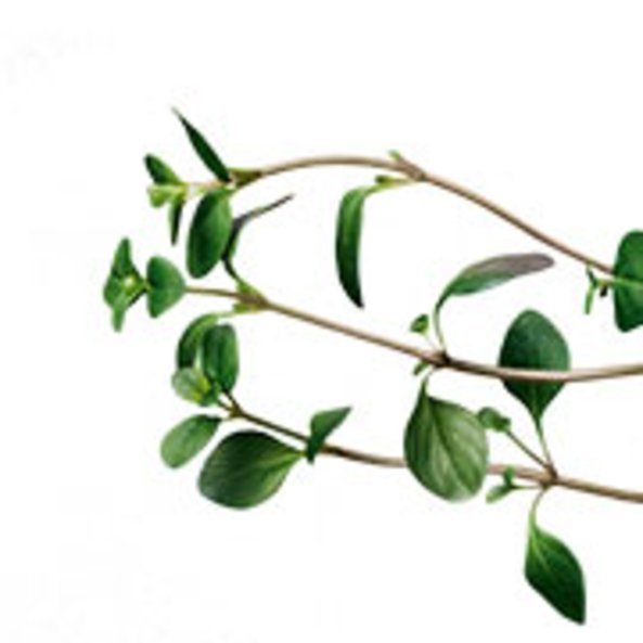 Photo of a thyme plant.