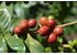 Photo of red coffee cherries.