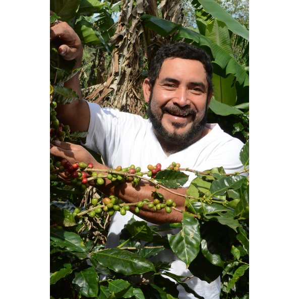 Photo of a man next to a coffee tree. Coffee cherries can be seen on the tree.