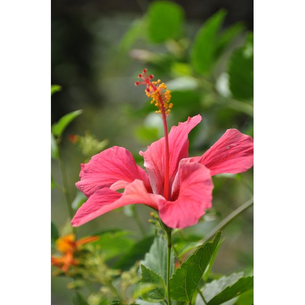 Photo of a hibiscus in full bloom.