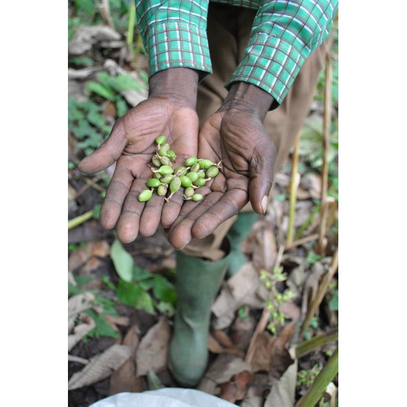 In the photo, a person is holding cardamom capsules in his hands.