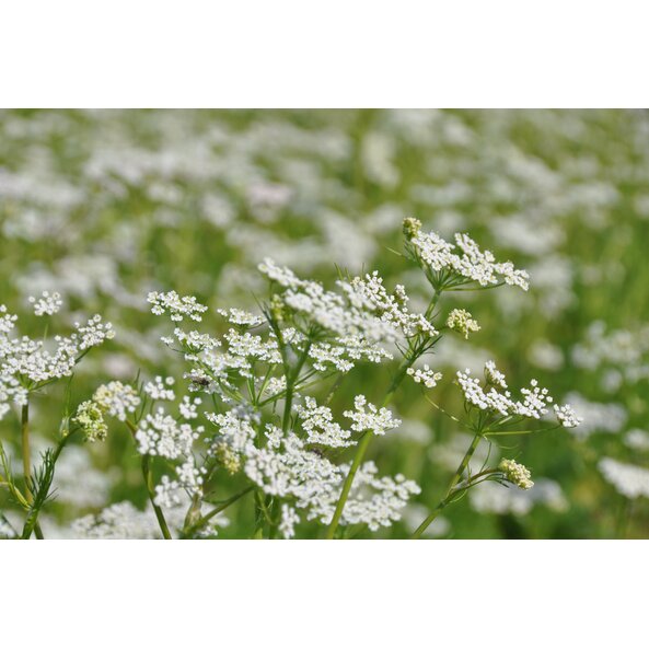 A picture of the  white caraway plant.