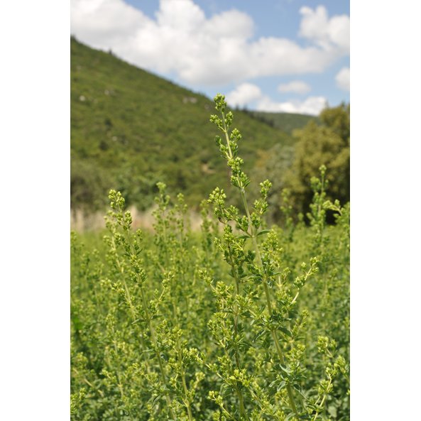 Ein Foto von einem grünen Oregano Feld in Griechenland.