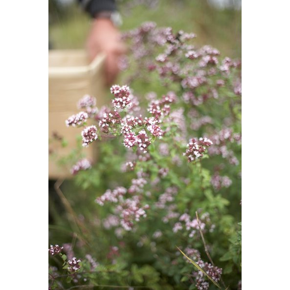 A photo of the flowering oregano plant.