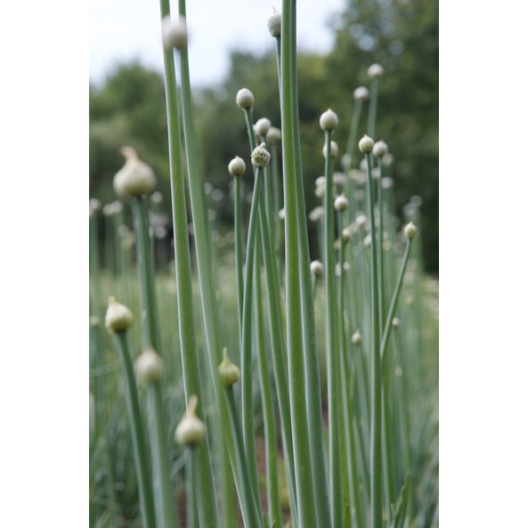 A photo of garlic plants.