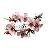 Manuka ätherisches Öl bio | © SONNENTOR Manuka ätherisches Öl bio | © SONNENTOR