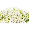 Neroli bio pur ätherisches Öl Neroli bio pur ätherisches Öl
