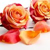 Rose damascena bio Pur, ätherisches Öl Rose damascena bio Pur, ätherisches Öl