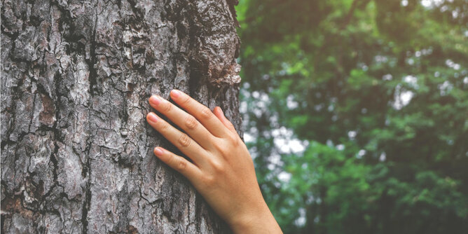 Foto von einem Baum Stamm, auf dem eine Hand liegt. | © SONNENTOR