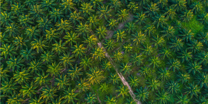 Auf dem Foto sieht man Palmölplantagen von oben. | © SONNENTOR
