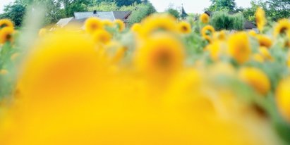 Auf dem Foto ist ein Sonnenblumenfeld zu sehen. | © SONNENTOR