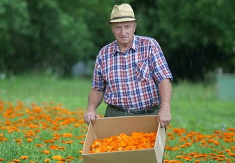Auf dem Foto sieht man einen Bauern in einem Ringelblumenfeld. Er hält eine Kiste mit Ringelblumen in den Händen. | © SONNENTOR
