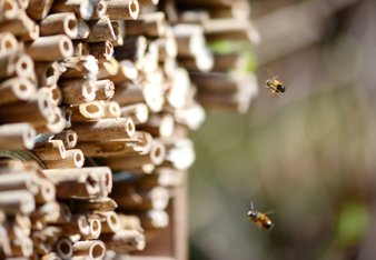 Auf dem Foto sind Bienen auf dem Weg zu ihrem Stock zu sehen. | © SONNENTOR