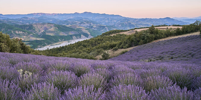 Auf dem Foto ist ein Lavendelfeld in Albanien zu sehen. Hinter dem Feld sieht man die schöne bergige Landschaft. | © SONNENTOR