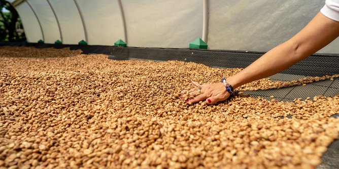 In the photo you can see the process of coffee drying. | © SONNENTOR