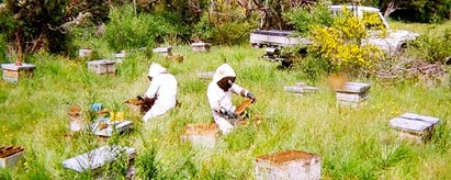 The photo shows two beekeepers harvesting honey. | © SONNENTOR