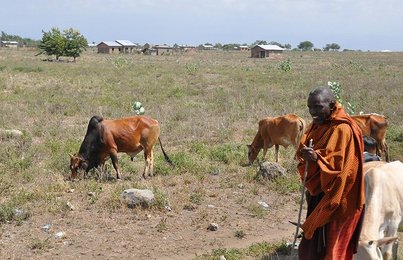Massai und Kühe | © SONNENTOR
