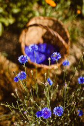 Kornblumen von Evas Feld | © SONNENTOR