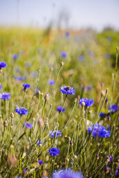 Kornblumen von Evas Feld | © SONNENTOR