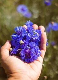 Kornblumen von Evas Feld | © SONNENTOR