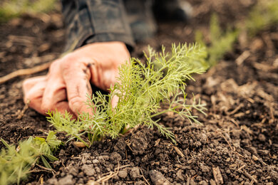 2020 ist Nina als Quereinsteigerin in die Landwirtschaft eingestiegen  | © SONNENTOR