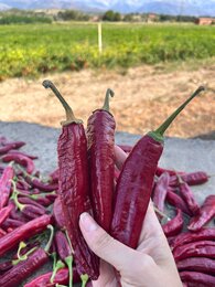 Patricia baut für SONNENTOR unter anderem Paprika an | © SONNENTOR